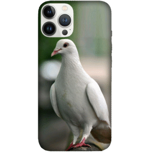 Birds 002
