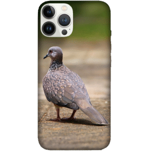 Birds 012