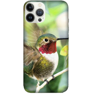 Birds 027