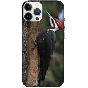 Birds 035