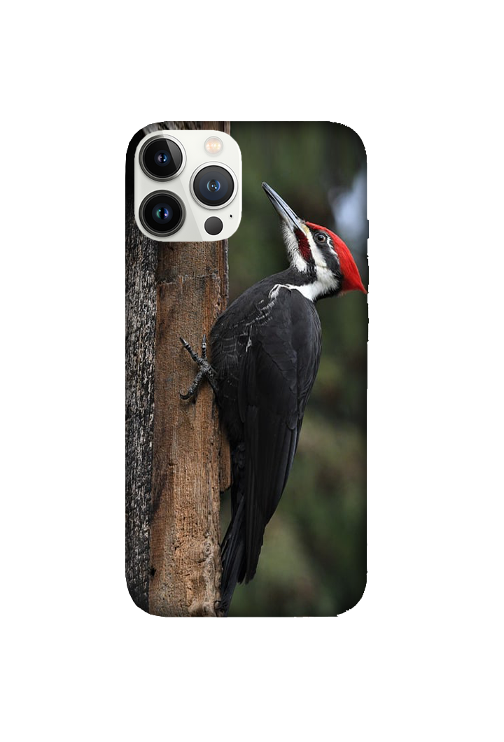 Birds 035