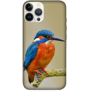 Birds 039