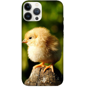 Birds 046
