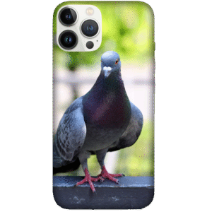 Birds 048