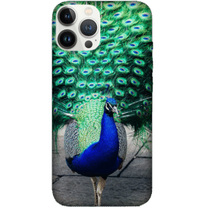 Birds 054