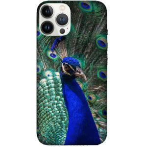 Birds 063