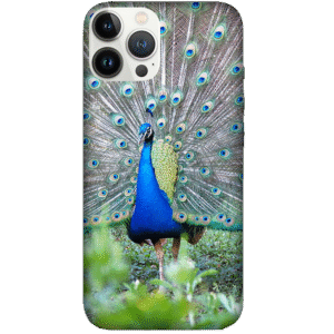 Birds 064