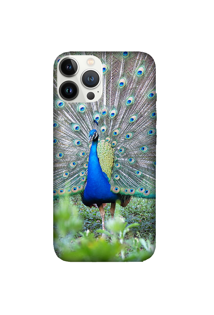 Birds 064