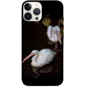 Birds 072