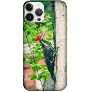 Birds 074