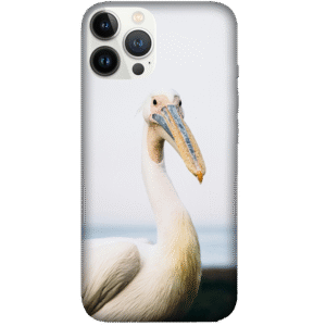 Birds 076