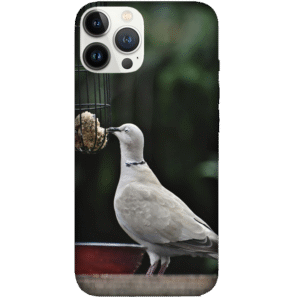 Birds 079