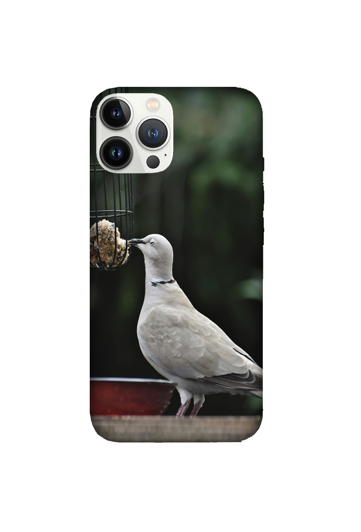 Birds 079