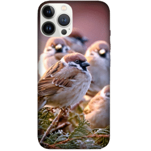 Birds 082