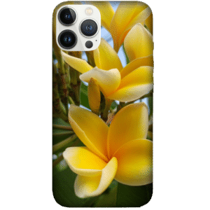 Flowers 002