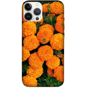 Flowers 049