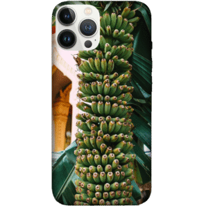 Fruits 043