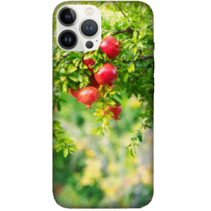Fruits 005